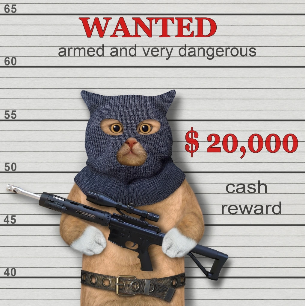 Hình ảnh của một tên cướp với một con mèo với một khẩu súng