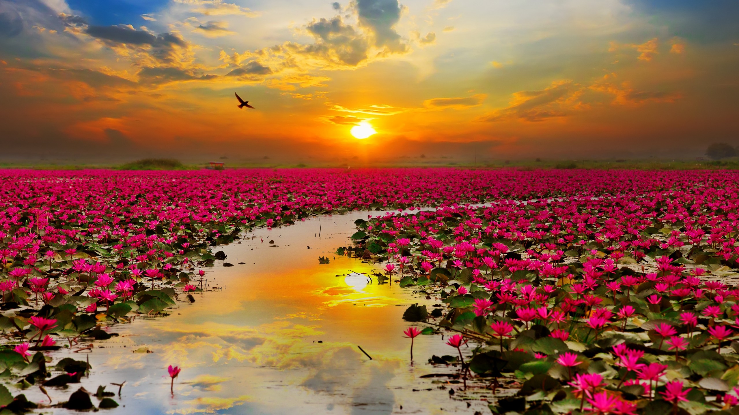 Hình ảnh hoa sen đẹp nhất thế giới