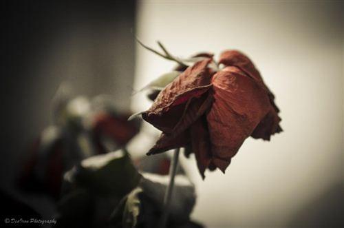 Hoa hồng biểu tượng cho tình yêu, nhưng hoa hồng héo rũ xuống lại biểu tượng cho tình yêu tan vỡ, chia ly. Đây là một hình ảnh buồn về tình yêu tan vỡ đẹp, ý nghĩa