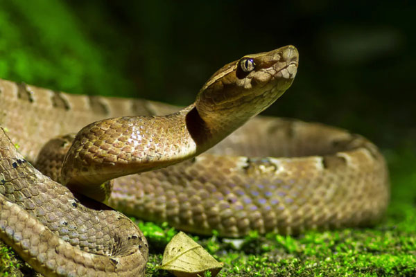 Đa số rắn hoạt động về đêm