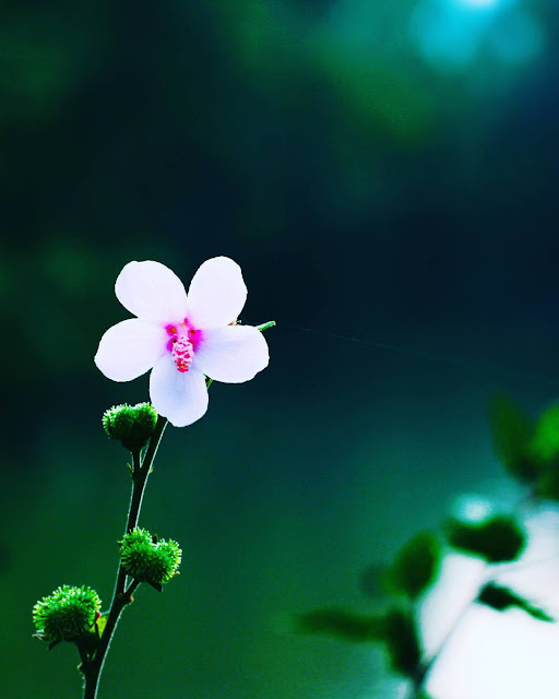 Hình ảnh hoa dại đẹp nhất, Bông hoa dại tuyệt đẹp nhất năm