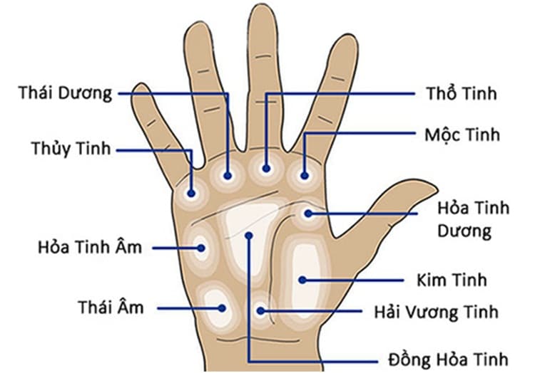 Ý nghĩa các vùng gò trên bàn tay