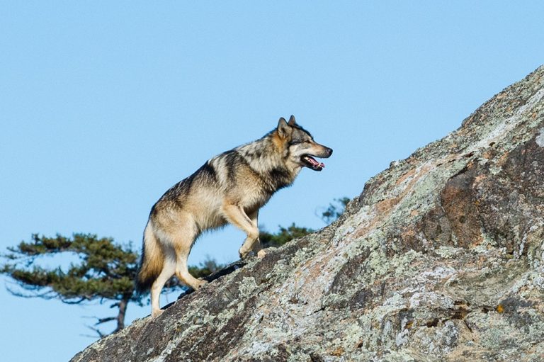 Ảnh chó sói leo núi