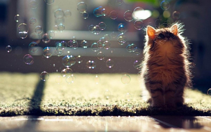 con mèo buồn bong bóng