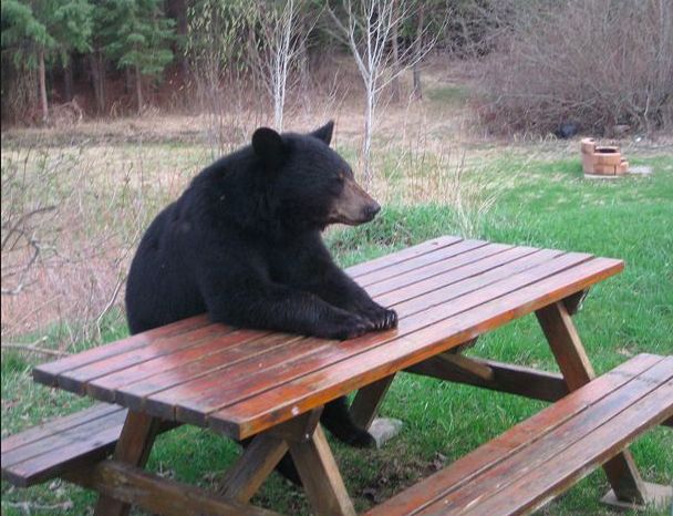 Hình ảnh chú gấu đen buồn