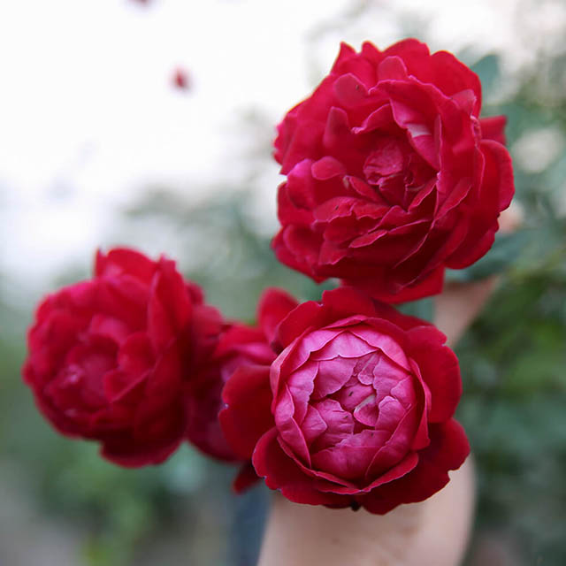 Hoa hồng cổ Huế mang sắc đỏ rực rỡ, nổi bật trên nền lá xanh ngắt