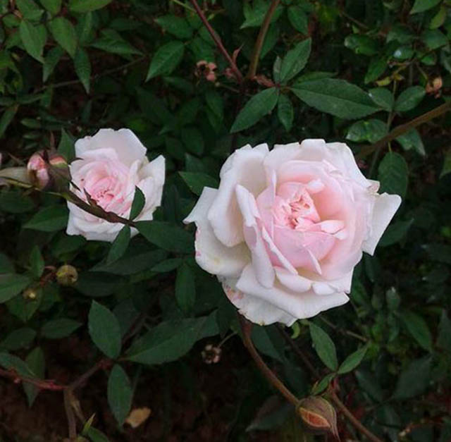 Hoa hồng đào cổ là giống hồng bản địa rất đẹp của người Việt 