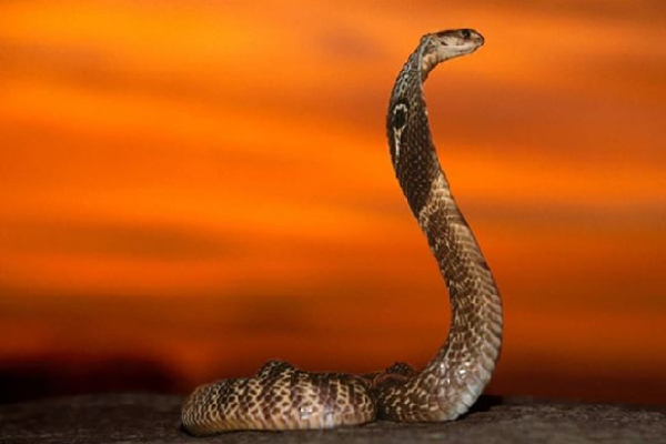Ý nghĩa phong thủy của rắn