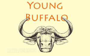 “Young Buffalo” là một từ dịch từ nối từ của “trẻ trâu”