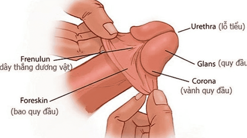 Điểm G của đàn ông nằm ở những vị trí nào trên cơ thể?